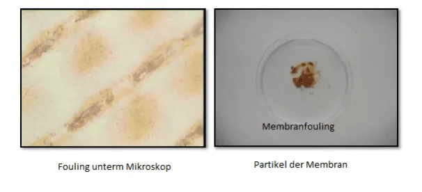 fouling unter dem mikroskop