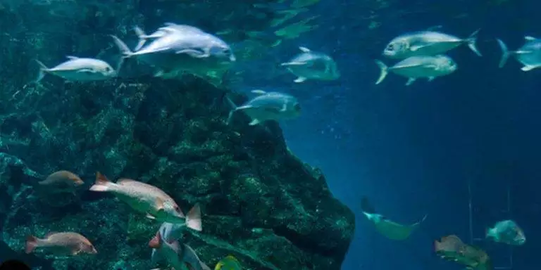 Was bringt eine-Osmoseanlage für Aquaristik