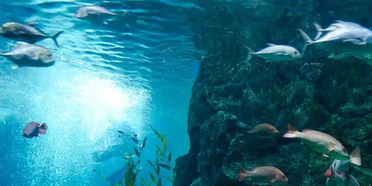 Die-wichtigsten-Parameter-im-Aquarium